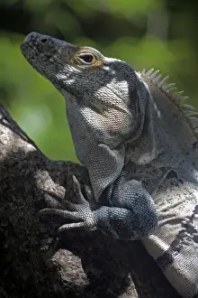 Guanacaste Prints: Costa Rica, Tamarindo. A male Green Iguana of Central America