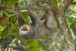 Images Dated 2021 April: Costa Rica. Two-toed sloth hangs upside down in tree