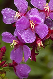 Images Dated 20th January 2009: Costa Rica, Volcan Poas National Park, Mist covers Cerillo flower (Escalonia europensis)