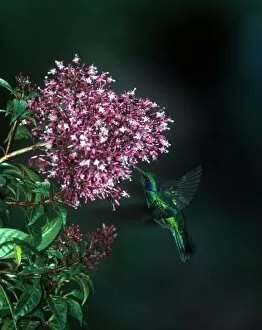 Images Dated 17th May 2007: Costa Rican hummingbirds (individual species unknown to photographer)