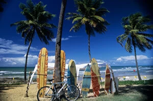 Costa do Sauipe, Brazil. Malibu surf boards and a bicycle propped up next to palm