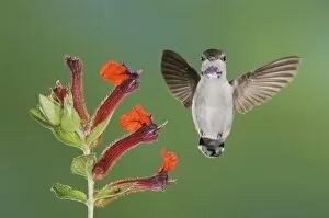 Images Dated 21st September 2006: Costas Hummingbird, Calypte costae, young male in flight feeding on Flower, Tucson