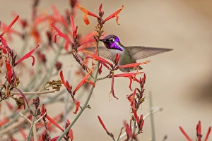 New Images March 2025 Part 2 Prints: Costas hummingbird feeding on Justicia Californica flowers in Palm Springs