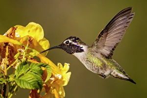 New Images March 2025 Part 2 Prints: Costas hummingbird in Pam Springs, California, USA
