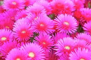 Bright Colors Prints: Cote d Azure. near Cap d Antibes. Ice Plant Delosperma Cooperi