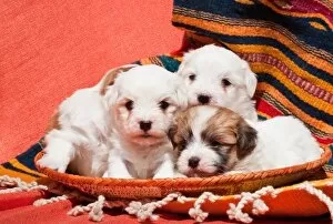 Coton de Tulear puppies lying in an Indian basket on a Indian blanket