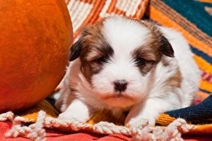 Coton de Tulear puppy lying on an Indian blanket next to a gourd and Indian basket