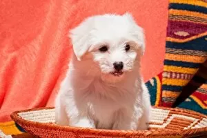 Coton de Tulear puppy sitting in an Indian Basket on a Indian blanket