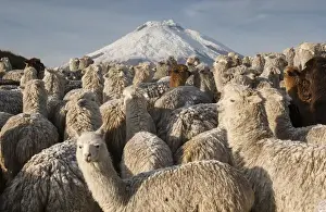 Active Prints: Cotopaxi Volcano (5897 meters) & Alpacas (Lama pacos) Highest active volcano in the world