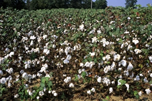 Cotton field in Georgia