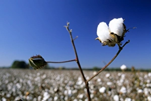 Fiber Prints: Cotton field in Georgia