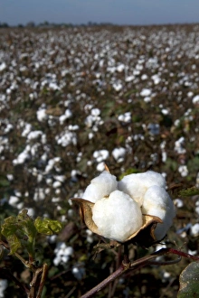 Images Dated 14th November 2010: Cotton field ready for harvest in the American South