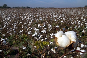 Mississippi Prints: Cotton field ready for harvest in the American South