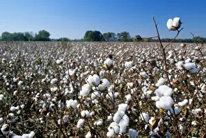 Images Dated 3rd January 2006: A cotton field in South Carolina. cotton, field, crop, agriculture, farm, soft