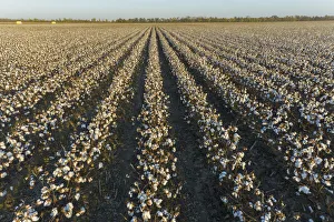 Cotton field at sunset, Stoddard County, Missouri
