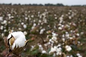 Images Dated 21st September 2006: Cotton growing at New Madrid, Missouri
