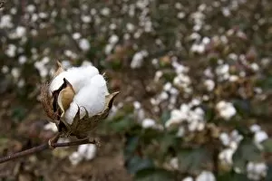 Cotton growing at New Madrid, Missouri