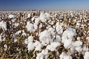 Images Dated 30th September 2006: Cotton Plant, Gossypium hirsutum, cotton field, Lubbock, Panhandle, Texas, USA, September