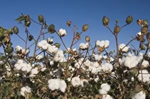 Images Dated 30th September 2006: Cotton Plant, Gossypium hirsutum, cotton field, Lubbock, Panhandle, Texas, USA, September