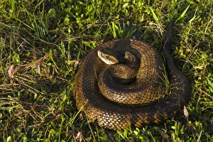 Cottonmouth (Agkistrodon piscivorus) or Water moccasin, Little St Simons Island