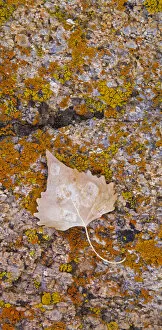 Images Dated 14th November 2005: Cottonwood leaf on lichen covered rock in the Alabama Hills Eastern Sierras California
