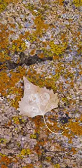 Fallen Prints: Cottonwood leaf on lichen covered rock in the Alabama Hills Eastern Sierras California