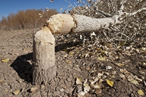 Images Dated 28th November 2011: Cottonwood tree cutting by beavers, New Mexico