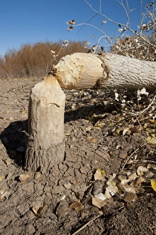 San Antonio Prints: Cottonwood tree cutting by beavers, New Mexico