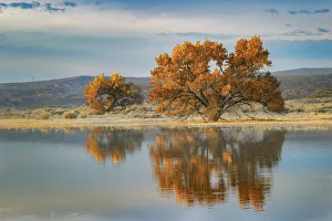 Cottonwood tree reflecting on pond, Bosque del Apache National Wildlife Refuge, New Mexico