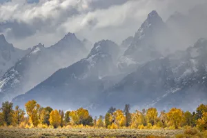 Cottonwood trees in autumn color in front of Teton Range, Grand Teton National Park Cottonwood trees in autumn color in front of Teton Range, Grand Teton National Park