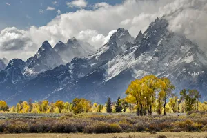 Cottonwood trees in autumn color in front of Teton Range, Grand Teton National Park Cottonwood trees in autumn color in front of Teton Range, Grand Teton National Park