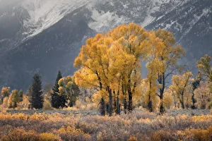 Cottonwood trees in autumn color in front of Teton Range, Grand Teton National Park Cottonwood trees in autumn color in front of Teton Range, Grand Teton National Park