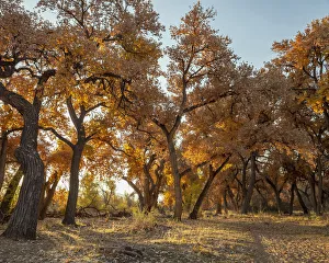 Images Dated 16th November 2017: Cottonwood trees in fall foliage, Rio Grande Nature Park, Albuquerque, New Mexico