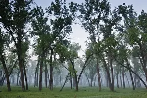 Bottom Prints: Cottonwood Trees (Populus deltoides) and full moon in the Little Missouri River bottom