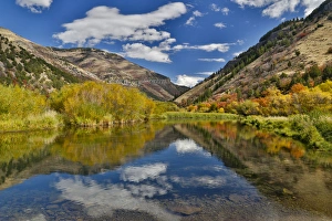 Cottonwoods, Maple and oak trees in fall color along Logan River, Utah, in the Wasatch