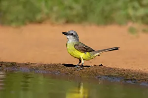 Drinking Prints: Couch's kingbird adult drinking at ranch pond