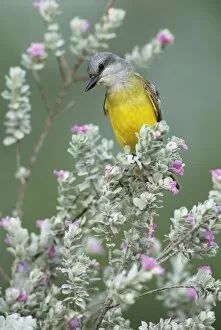 Images Dated 19th October 2007: Couchs Kingbird, Tyrannus couchii, adult on blooming Texas Sage (Leucophyllum frutescens)