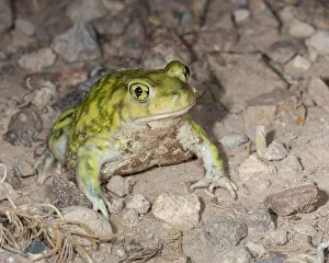 Frog Prints: Couchs spadefoot, Scaphiopus couchii, Rodeo, New Mexico
