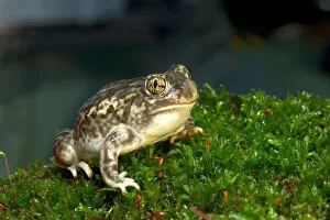 Images Dated 4th July 2004: Couchs spadefoot toad, Scaphiopus couchi