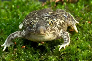 Images Dated 4th July 2004: Couchs spadefoot toad, Scaphiopus couchi