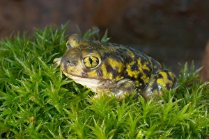 Images Dated 4th July 2004: Couchs spadefoot toad, Scaphiopus couchi
