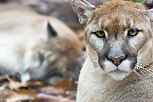Images Dated 11th May 2004: Cougar, mountain
