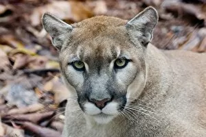 Images Dated 11th May 2004: Cougar, mountain lion, Florida panther, Puma concolor, has greatest distribution