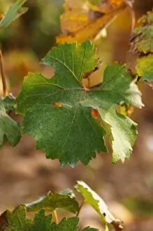 A counoise leaf. Chateau de Beaucastel, Domaines Perrin, Courthezon Courthezon Vaucluse