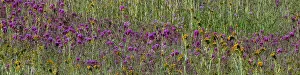 Betty Sederquist Prints: Countless wildflowers make for interesting medleys in the Coast Range in spring