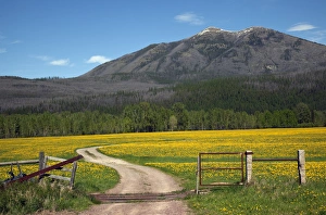 Path Prints: Country Roads Montana Countryside Yellow Flower Farm in front of Mountain Near Glacier