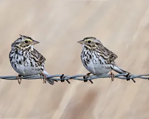 Staring Prints: A couple of sparrow communicating while sitting on a barbed wire fence