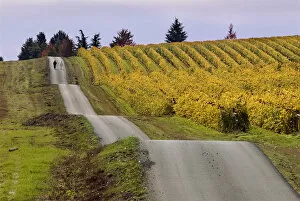 A couple walk the undulating road next to a fall-colored vineyards at King Estate