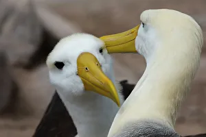 Togetherness Prints: A couple of waved albatrosses, Diomedea irrorata. Espanola Island, Galapagos, Ecuador