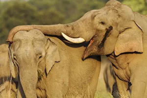 Endangered Prints: Courting pair of Asian Elephants. Corbett National Park, India